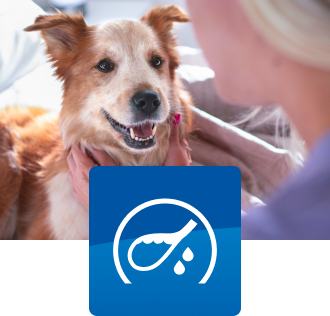 A dog with a pet parent