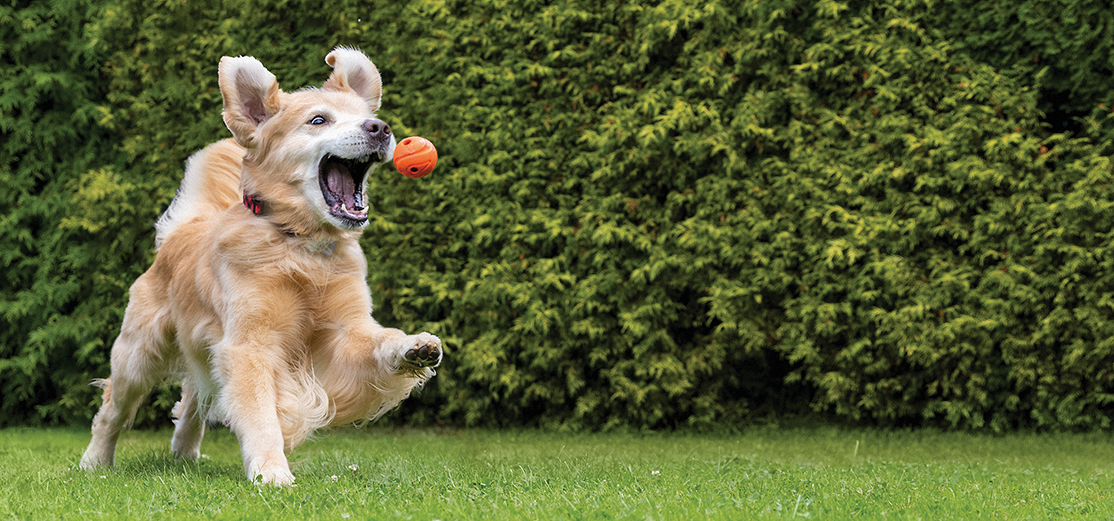 Dog attempts to catch a ball