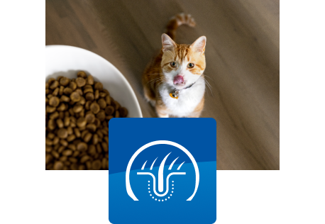 Pet parent walking with dog through woods