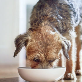 Pet Parent guide