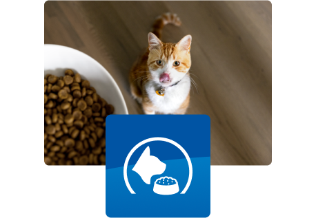 Cat looking up at food bowl