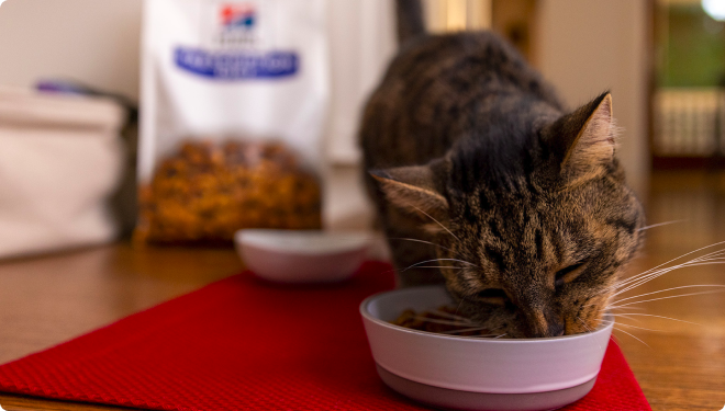 A cat eating Hill's Pet food in a bowl