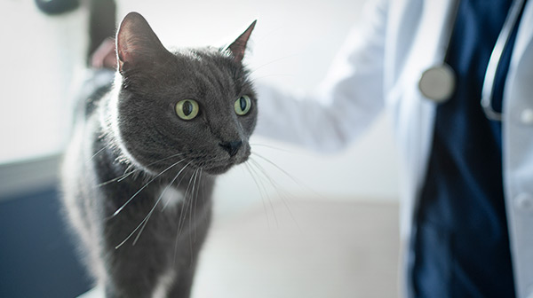 vétérinaire, examen, chat