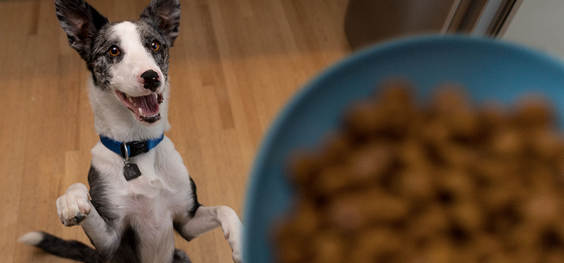 Chien noir et blanc sur pattes, excité par un bol de nourriture au-dessus