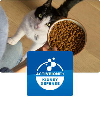Un chat regardant un bol de nourriture pour chat