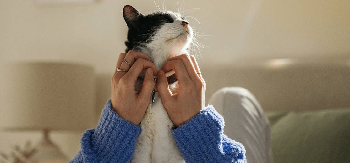Un chat se fait câliner par une fille portant un diadème et sa mère