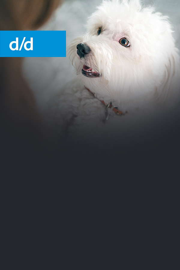 d/d canine